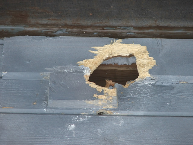 Allstate Animal Control woodpecker hole in wood siding